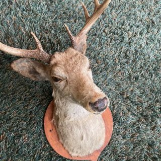 Photo of REAL Deer with Antlers Mounted