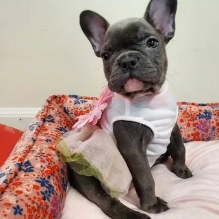 Photo of AKC French Bulldog Puppies