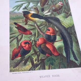 Photo of 1890s Chromolithograph Selmar Hess, Louis Prang WEAVER BIRDS FL5