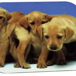 Photo of 3M Labrador Puppies Optical Mouse Pad