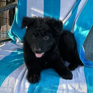 Photo of AKC Registered German Shepard Puppies