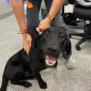 Photo of Young Male Labrador Retriever