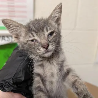Photo of Baby Female Domestic Short Hair