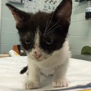 Photo of Baby Male Domestic Short Hair