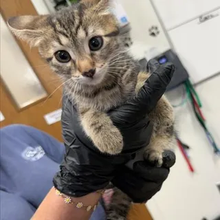 Photo of Baby Female Domestic Short Hair