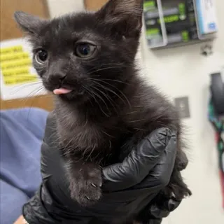 Photo of Baby Female Domestic Short Hair