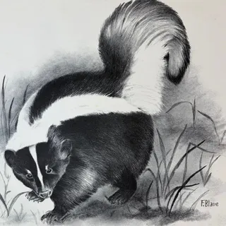Photo of Vintage 1970s Skunk Wildlife Print by F.B. Lane - 16" x 13.5" Black & White Art