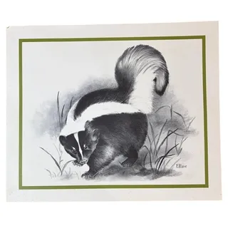 Photo of Vintage 1970s Skunk Wildlife Print by F.B. Lane - 16" x 13.5" Black & White Art