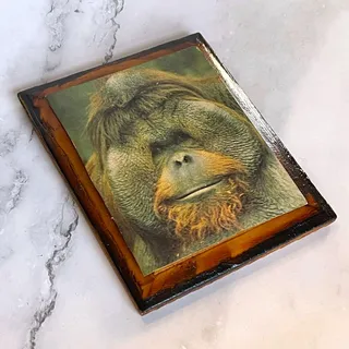 Photo of Vintage Orangutan Portrait Wood Plaque Wall Art Funny Office Cubicle Decor