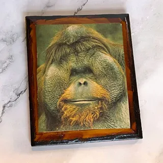 Photo of Vintage Orangutan Portrait Wood Plaque Wall Art Funny Office Cubicle Decor