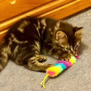 Photo of Baby Female Tabby