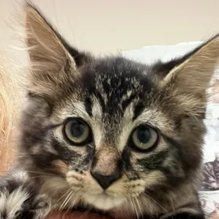 Photo of Baby Female Tabby