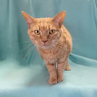 Photo of Adult Female Tabby