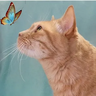 Photo of Adult Female Tabby