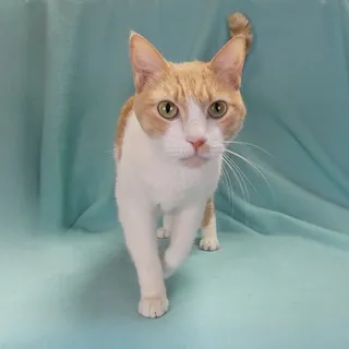 Photo of Adult Male Domestic Short Hair