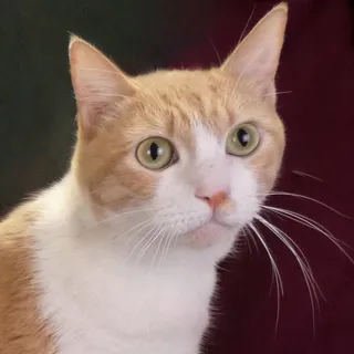 Photo of Adult Male Domestic Short Hair