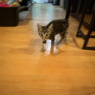 Photo of Baby Female Domestic Short Hair