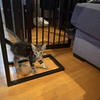 Photo of Baby Female Domestic Short Hair