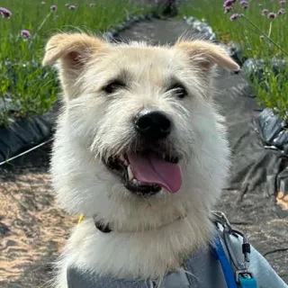 Photo of Baby Female Jindo (Korean)