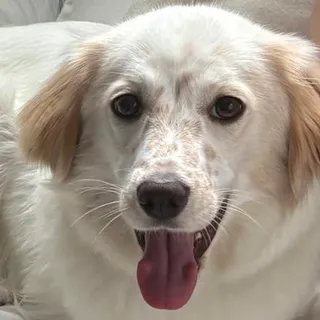 Photo of Adult Female English Setter
