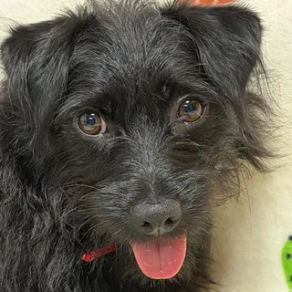 Photo of Adult Female Terrier