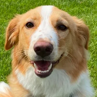 Photo of Baby Female Collie