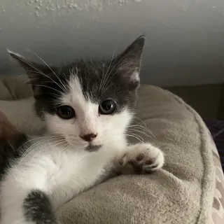 Photo of Baby Female Domestic Short Hair