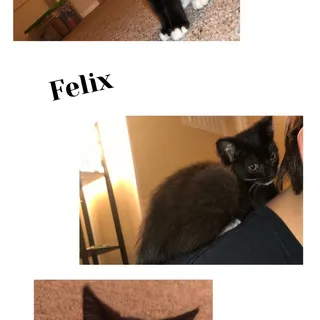 Photo of Baby Male Domestic Short Hair