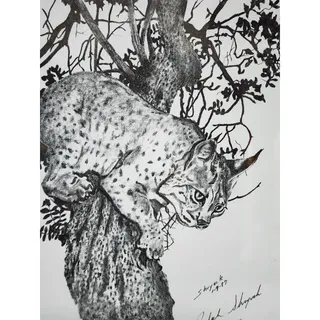 Photo of 1987 Ralph Shryock Wildlife Print 28/500 Signed Framed Bobcat Drawing 8x10
