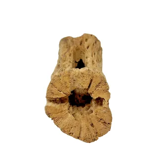 Photo of Natural Cholla Cactus Skeleton Wood Segment Reptile Aquarium Terrarium Decor