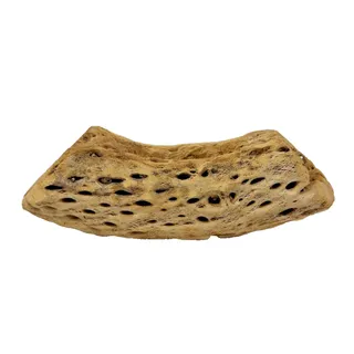 Photo of Natural Cholla Cactus Skeleton Wood Segment Reptile Aquarium Terrarium Decor