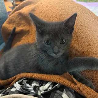 Photo of Baby Male Domestic Short Hair