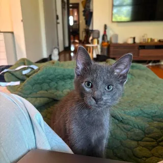 Photo of Baby Male Domestic Short Hair