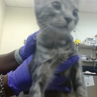 Photo of Baby Male Domestic Short Hair