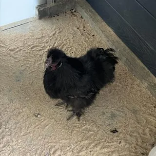 Photo of Baby Male Chicken