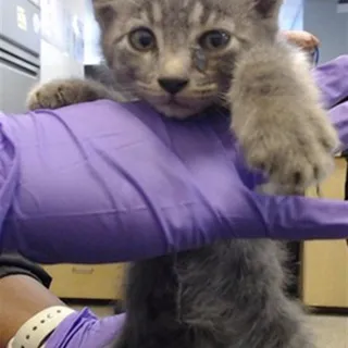 Photo of Baby Male Domestic Short Hair