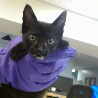 Photo of Baby Male Domestic Short Hair