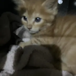 Photo of Baby Male Domestic Medium Hair