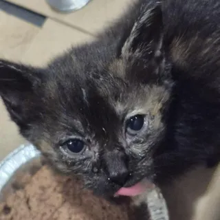 Photo of Baby Female Domestic Medium Hair