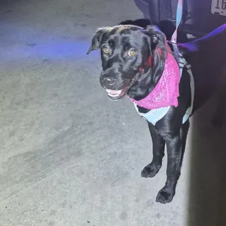 Photo of Young Male Labrador Retriever
