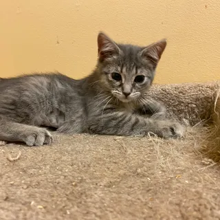 Photo of Baby Female Domestic Short Hair