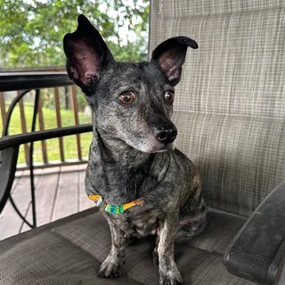 Photo of Adult Female Dachshund