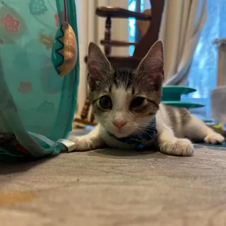 Photo of Baby Male Domestic Short Hair