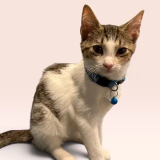 Photo of Baby Male Domestic Short Hair