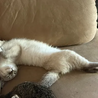 Photo of Baby Female Domestic Short Hair