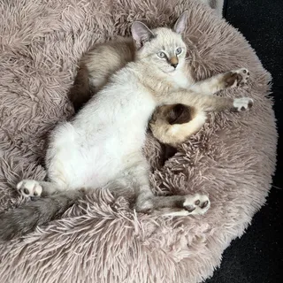 Photo of Baby Female Domestic Short Hair
