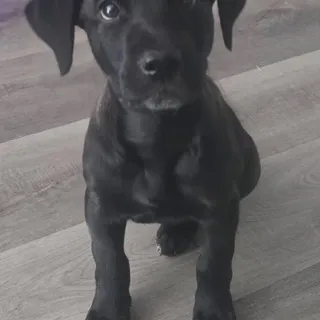 Photo of Baby Female Labrador Retriever