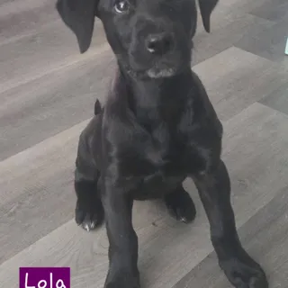 Photo of Baby Female Labrador Retriever