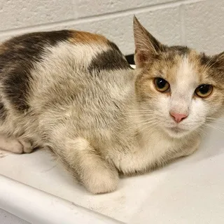 Photo of Young Female Domestic Short Hair