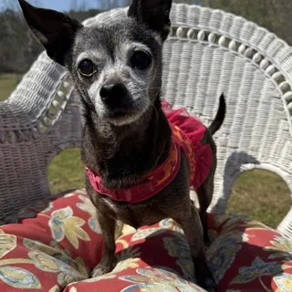 Photo of Senior Female Chihuahua